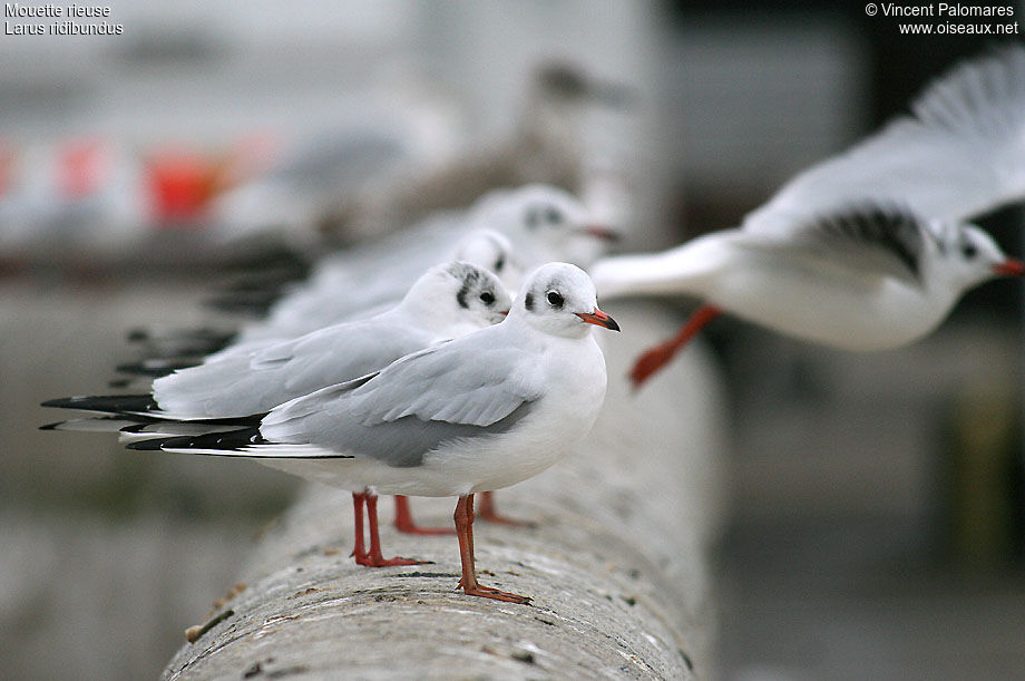 Mouette rieuse