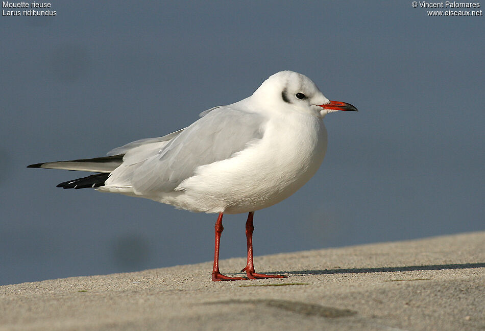 Mouette rieuseadulte internuptial