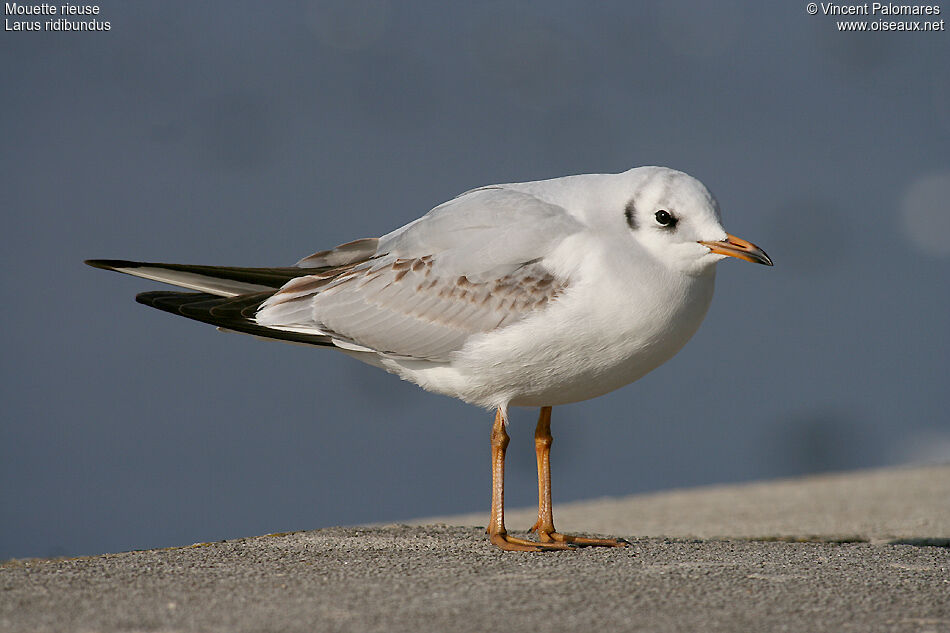 Mouette rieuse1ère année