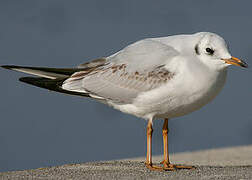 Mouette rieuse