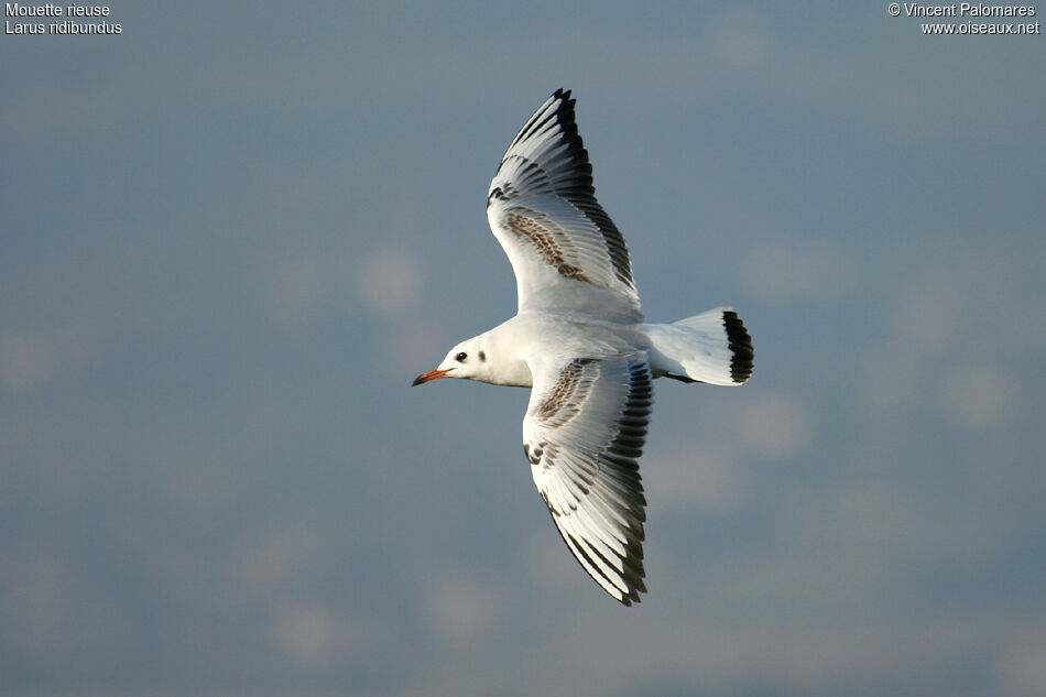 Black-headed GullSecond year