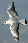 Mouette rieuse