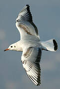 Black-headed Gull