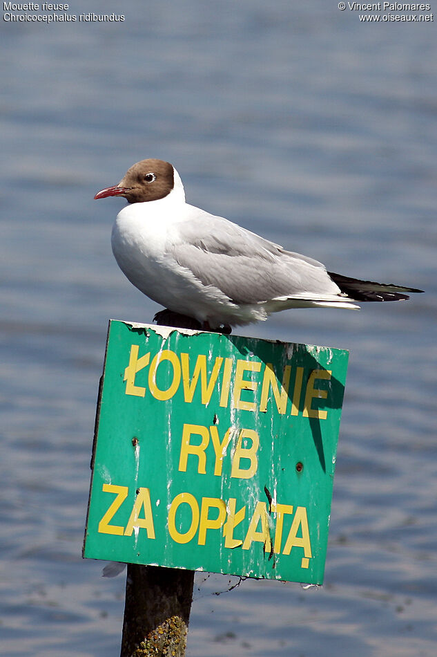 Mouette rieuse