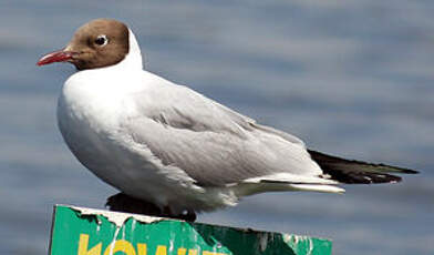 Mouette rieuse