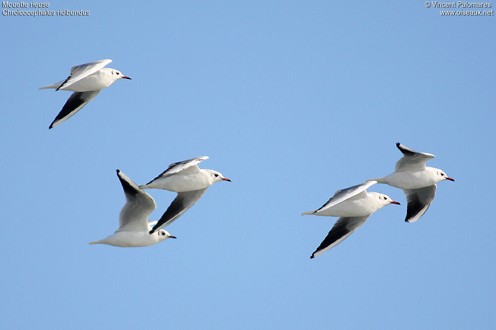 Mouette rieuse