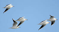 Mouette rieuse