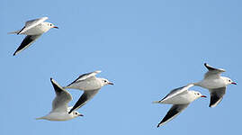 Mouette rieuse