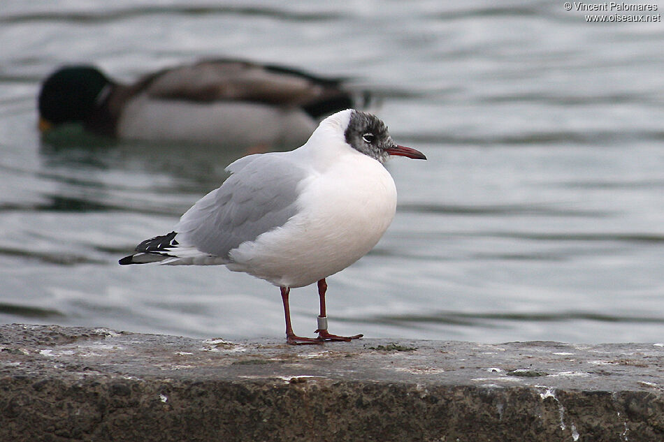 Mouette rieuse