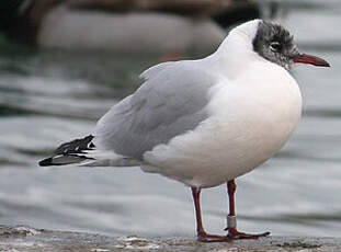 Mouette rieuse