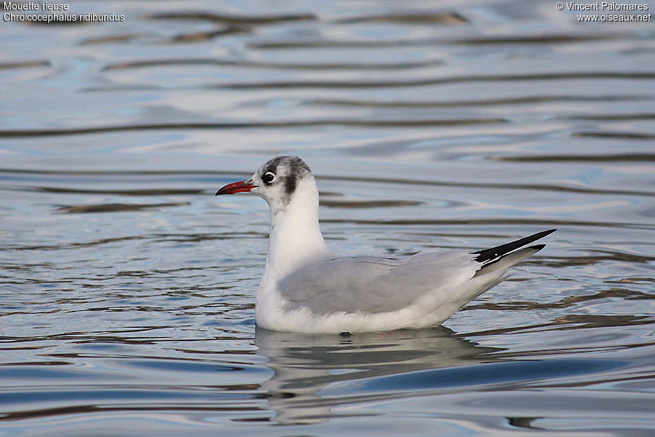 Mouette rieuse