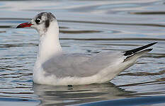 Mouette rieuse