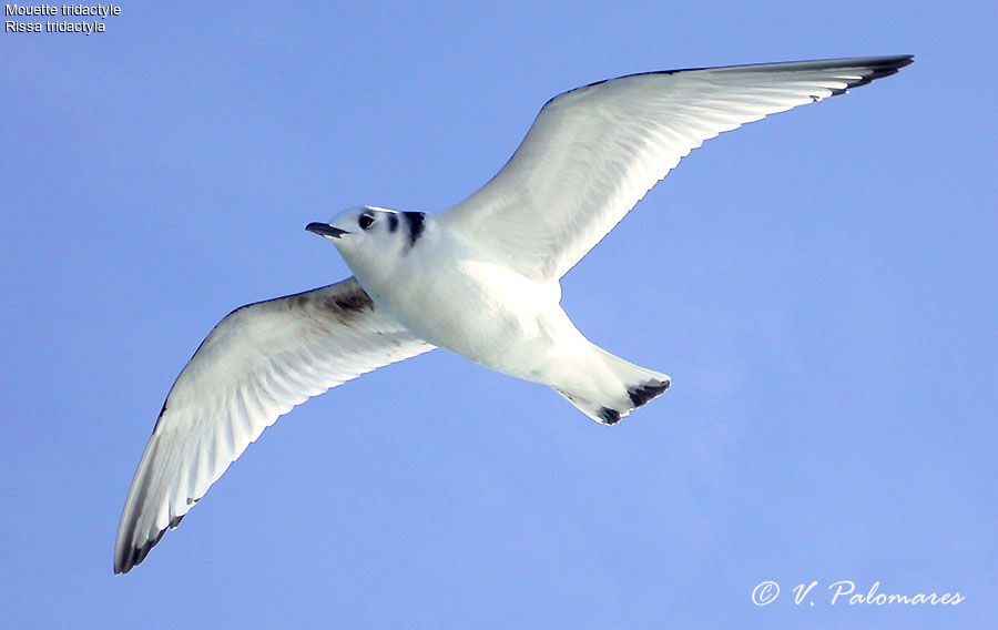 Mouette tridactyle