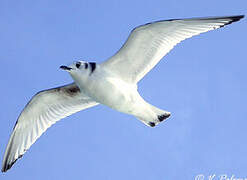 Black-legged Kittiwake