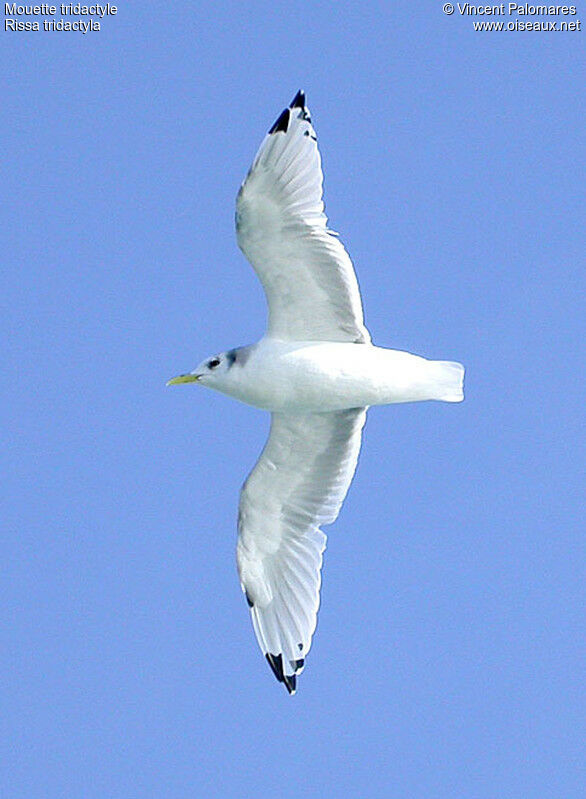 Black-legged Kittiwake