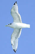 Black-legged Kittiwake