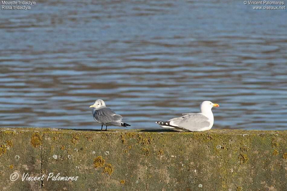 Mouette tridactyleadulte