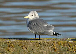 Black-legged Kittiwake