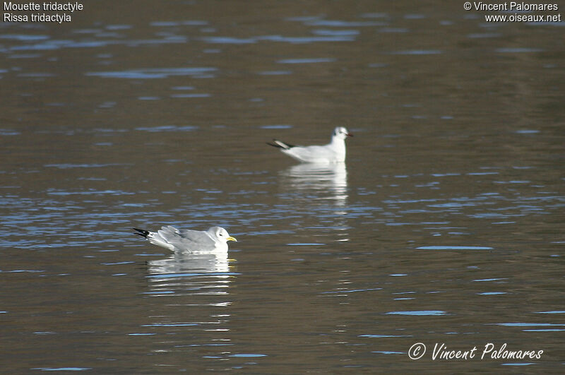 Mouette tridactyleadulte