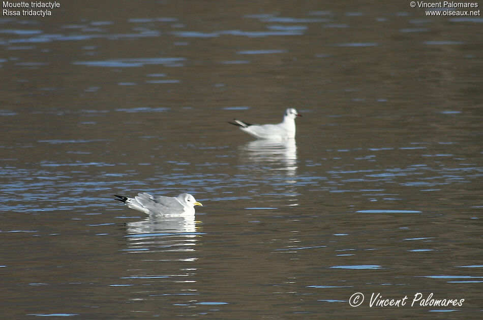 Black-legged Kittiwakeadult