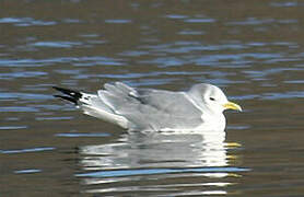 Black-legged Kittiwake