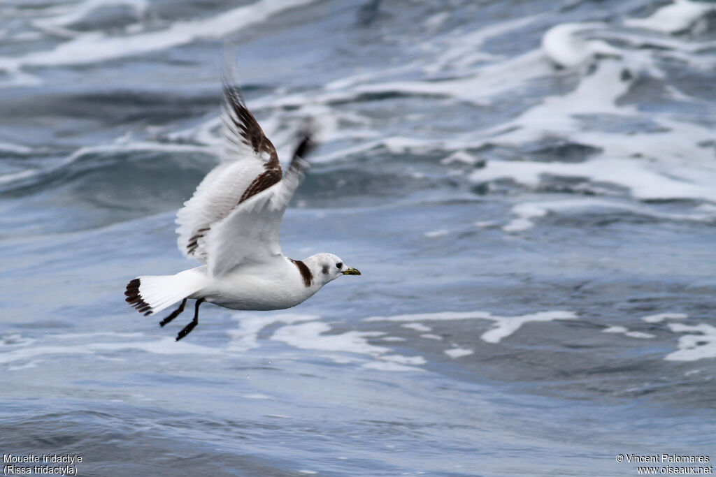 Mouette tridactyle2ème année, Vol