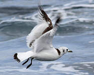 Mouette tridactyle