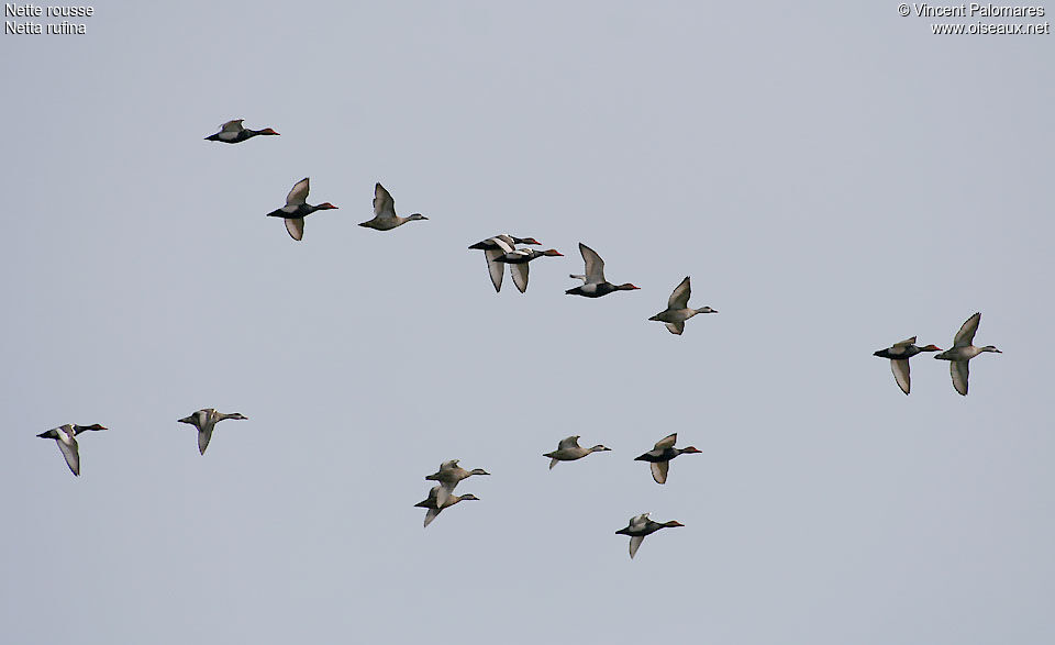 Red-crested Pochard