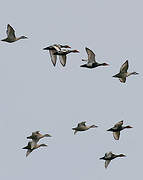 Red-crested Pochard