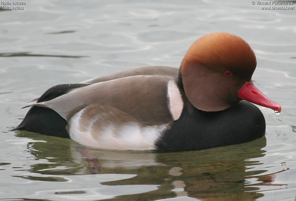 Red-crested Pochard