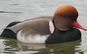 Red-crested Pochard