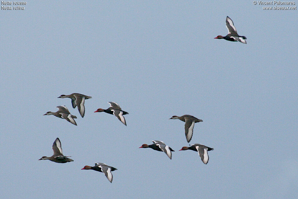 Red-crested Pochard