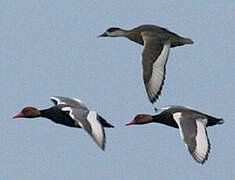 Red-crested Pochard