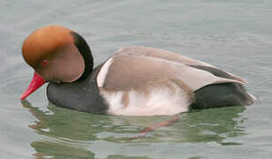 Red-crested Pochard