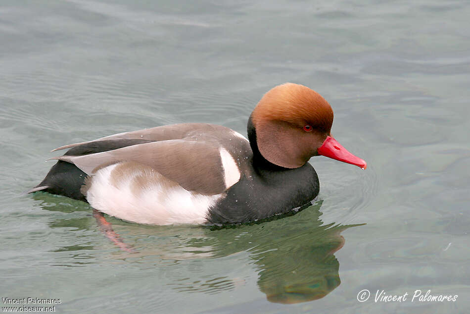 Red-crested Pochard male adult breeding, identification