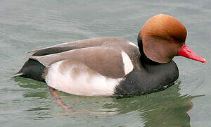 Red-crested Pochard