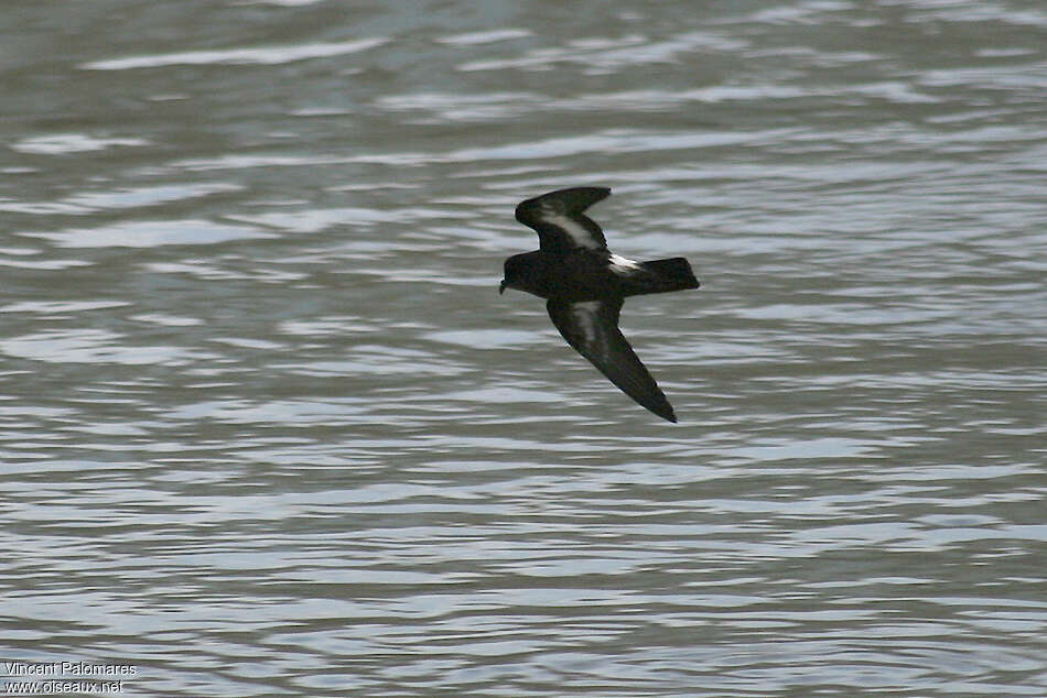 European Storm Petrel, pigmentation, Flight