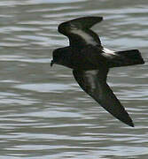 European Storm Petrel