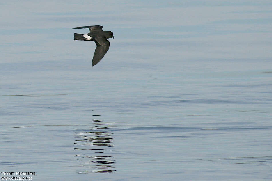 European Storm Petrel, Flight