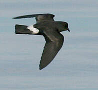 European Storm Petrel