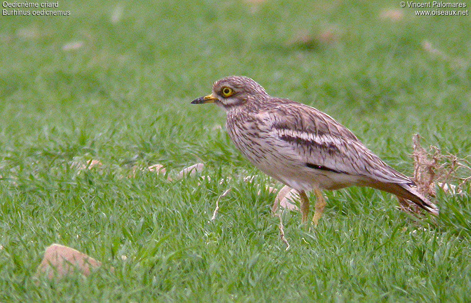 Eurasian Stone-curlew