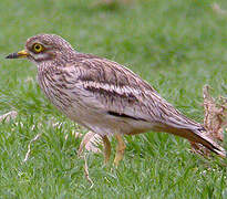 Eurasian Stone-curlew