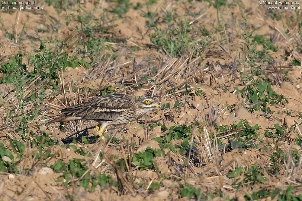 Eurasian Stone-curlew