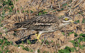 Eurasian Stone-curlew