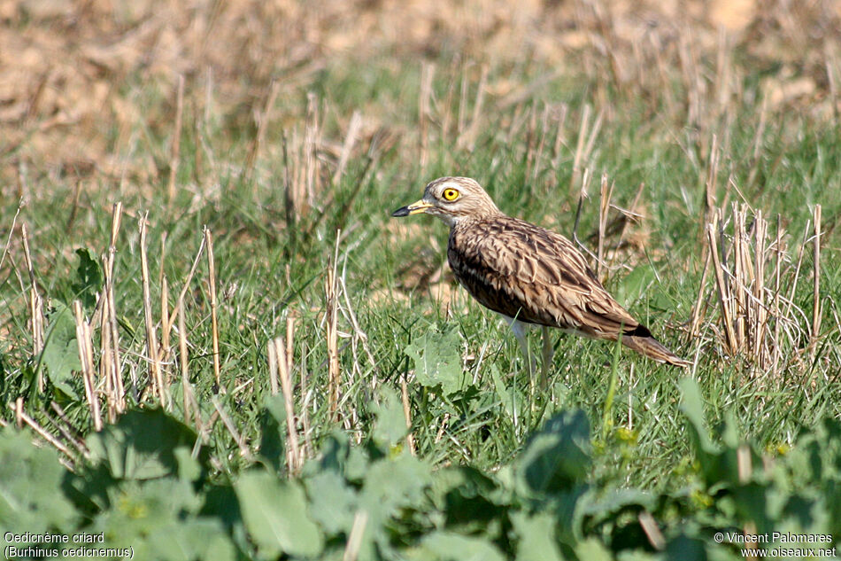 Eurasian Stone-curlewadult