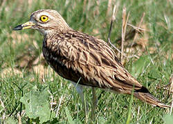 Eurasian Stone-curlew