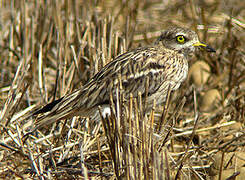 Eurasian Stone-curlew