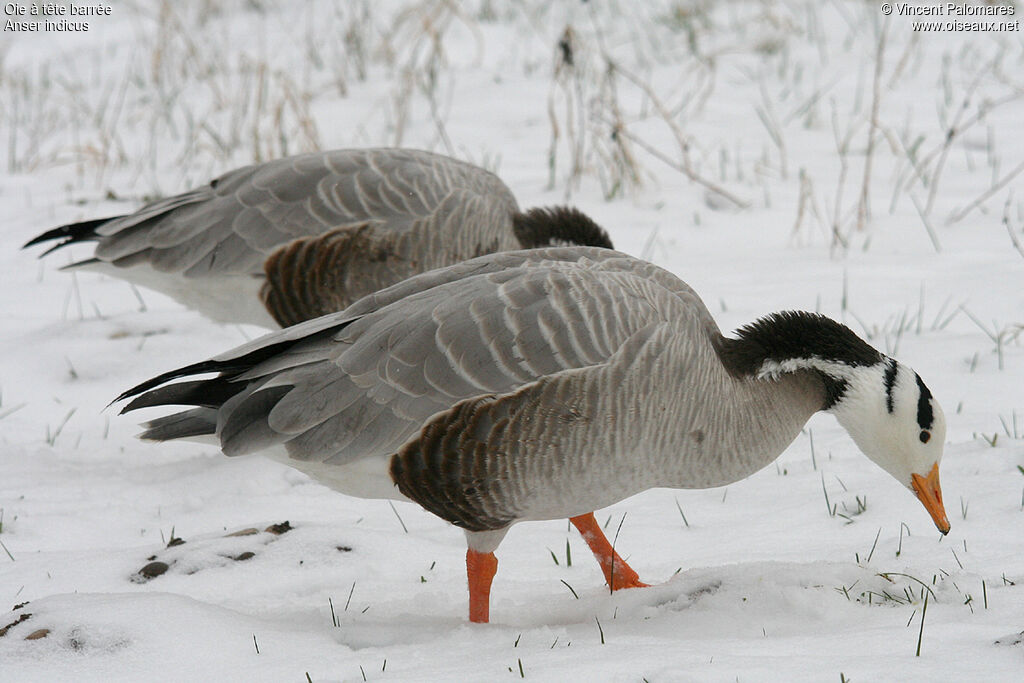 Bar-headed Goose