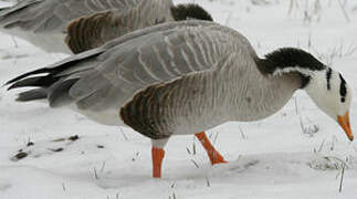 Bar-headed Goose