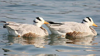 Bar-headed Goose